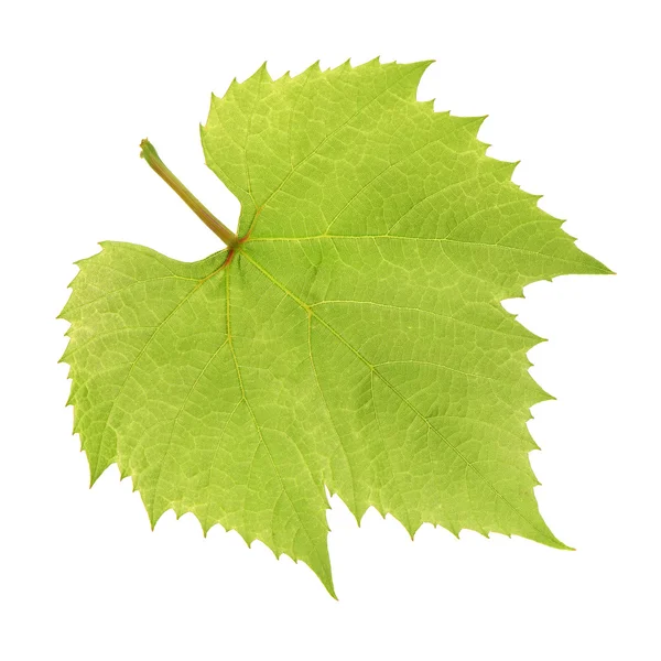 Green Leaf on white — Stock Photo, Image