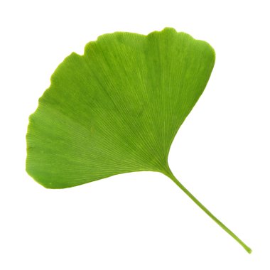Ginkgo biloba taze yaprak 