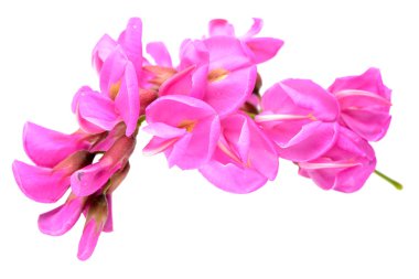 Pembe akasya çiçekler dal üzerinde