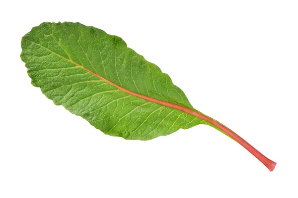 Green Leaf on white — Stock Photo, Image