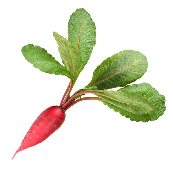 Single fresh beetroot — Stock Photo, Image