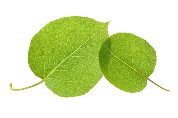 Green Leaves on white — Stock Photo, Image