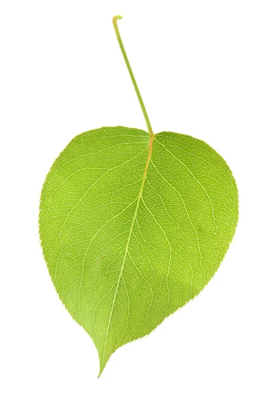 Green Leaf on white — Stock Photo, Image
