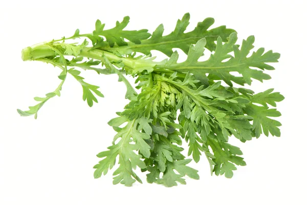 Green herb on white — Stock Photo, Image