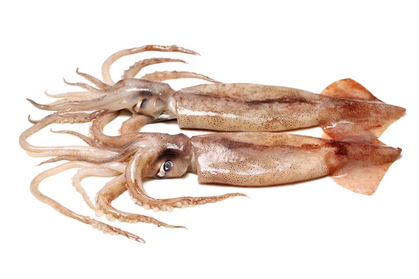 RAW SQUIDs på vit — Stockfoto