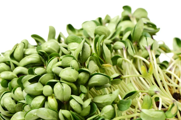 Black bean sprouts — Stock Photo, Image