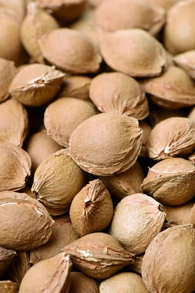 Pile of apricot kernels — Stock Photo, Image