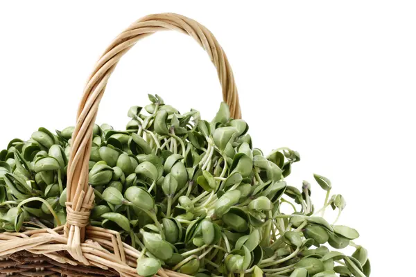 Black bean sprouts in straw basket — Stock Photo, Image