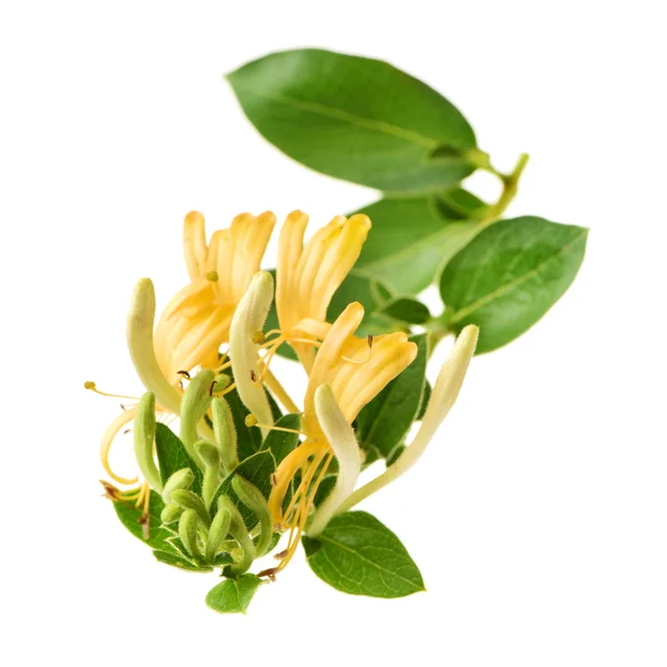 Flowering white-yellow Honeysuckle — Stock Photo, Image