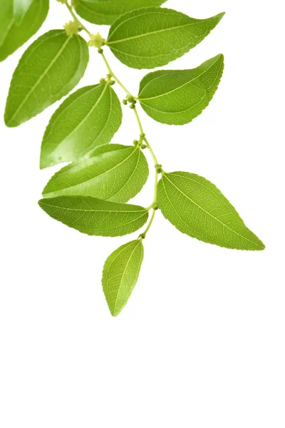 Φύλλα πράσινο Jujube — Φωτογραφία Αρχείου