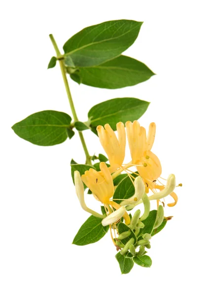 Flowering white-yellow Honeysuckle — Stock Photo, Image