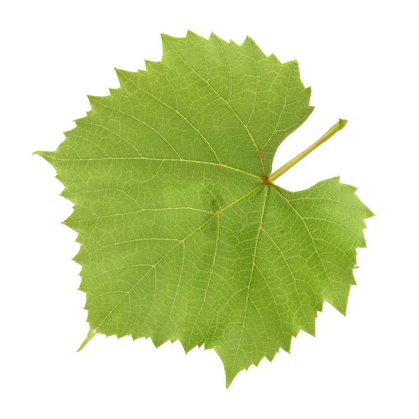 Folha de uva verde fresca — Fotografia de Stock