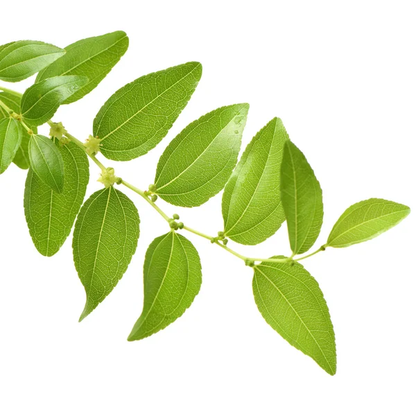 Green Jujube leaves — Stock Photo, Image