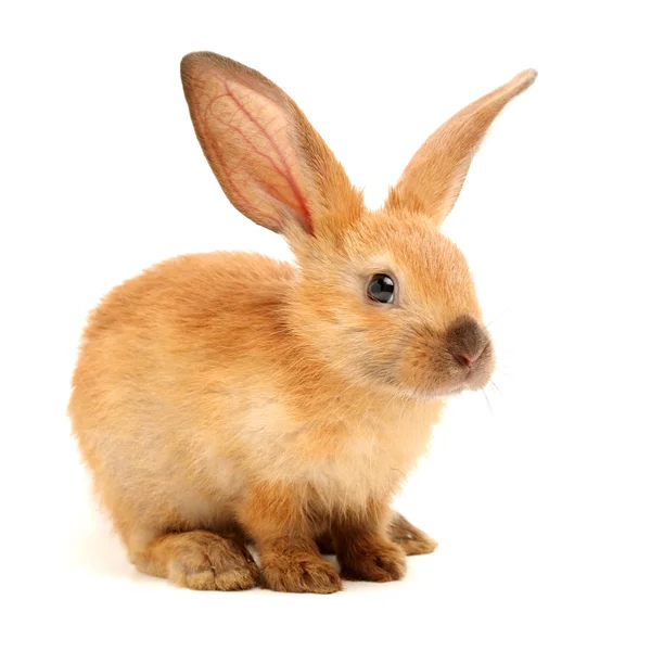 Malý žlutý králík — Stock fotografie