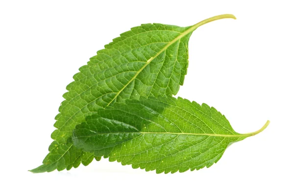 Fresh raw mint leaves — Stock Photo, Image