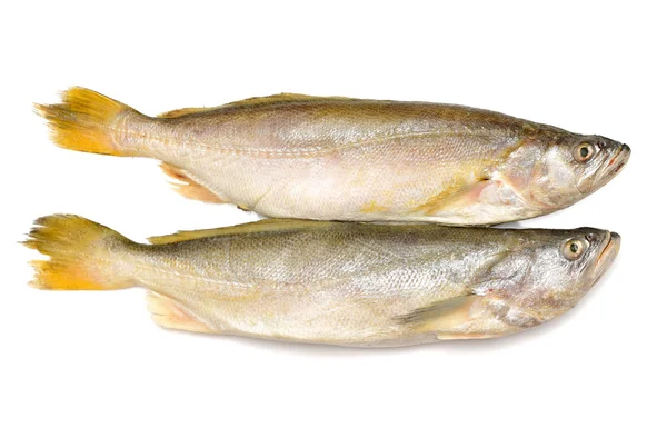 Yellow Croaker Fish — Stock Photo, Image