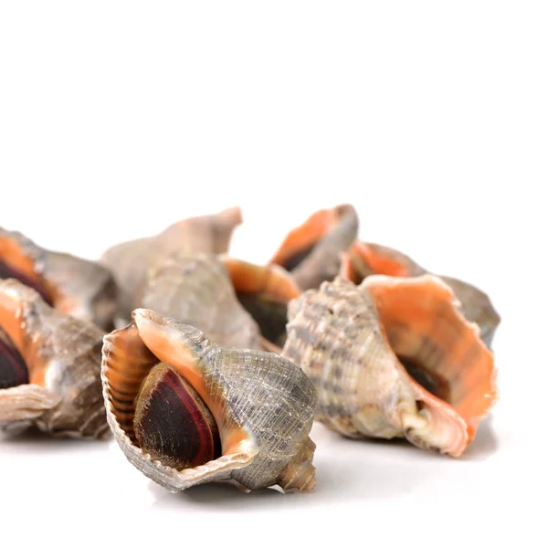 Live conches with shell — Stock Photo, Image