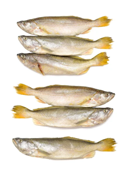 Gul knorrar fisk — Stockfoto