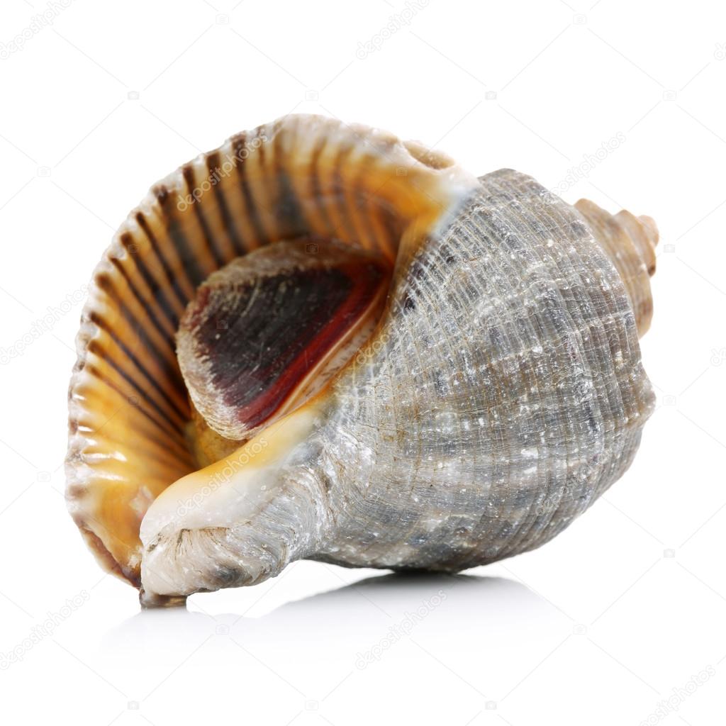 Live conch with shell