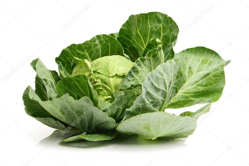 Single Green cabbage