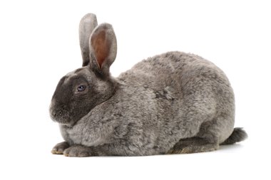 Şirin gri tavşan