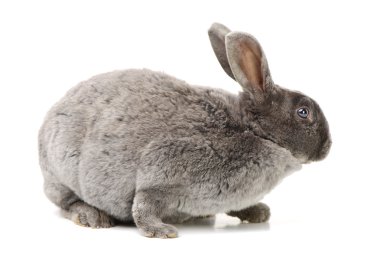 Şirin gri tavşan