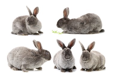 Beyaz sevimli tavşan