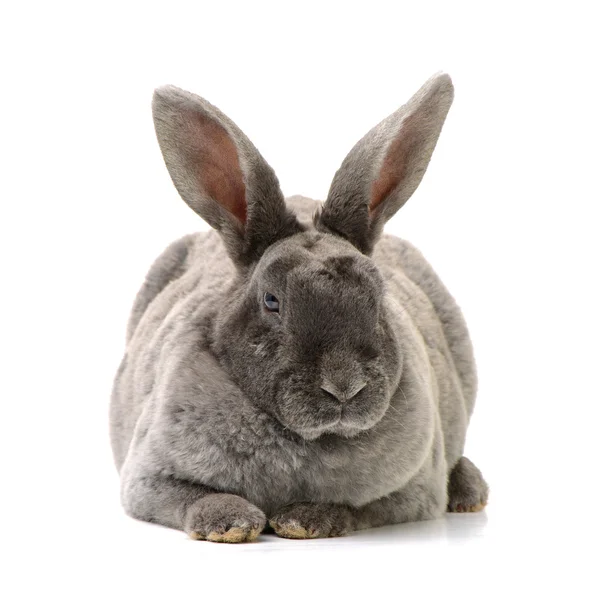 Coelho cinzento bonito — Fotografia de Stock