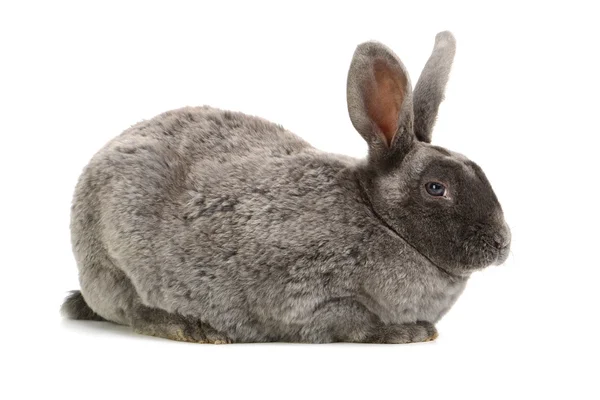 かわいい灰色のウサギ — ストック写真