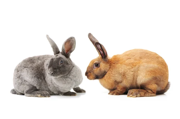 Lindo conejos en blanco — Foto de Stock