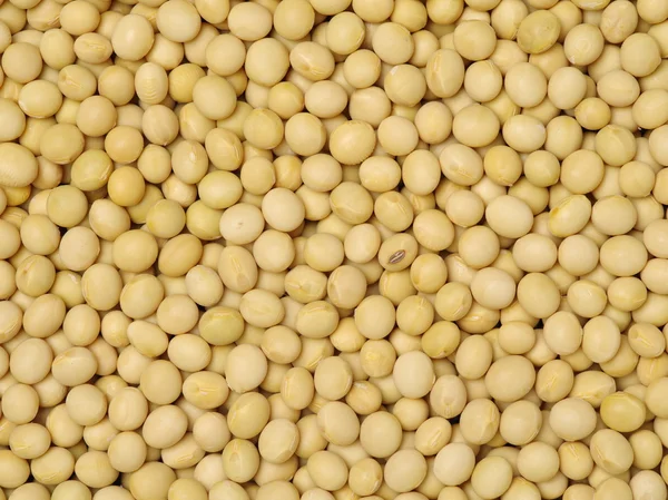 ゴールドの乾燥大豆 — ストック写真