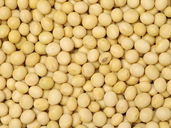 Gold dry soybeans