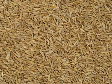 Kimyon tohumları doku