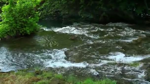 男性铁锈色鸭子在河里游泳. — 图库视频影像