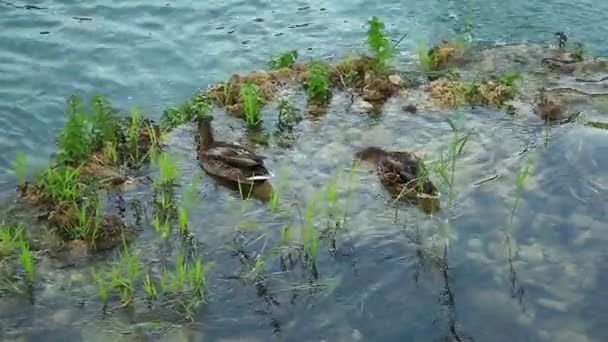 男性铁锈色鸭子在河里游泳. — 图库视频影像