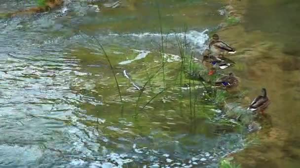 Männliche Eisenente schwimmt im Fluss. — Stockvideo