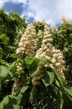 çiçek açan kestane