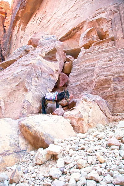 Al khazneh ya da hazine, petra, jordan — Stok fotoğraf