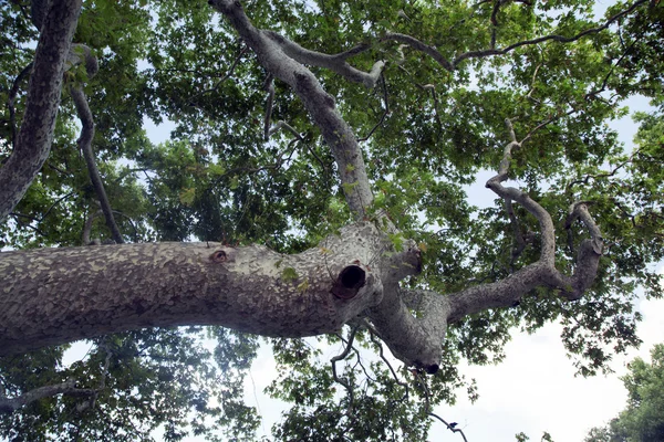 Изображение сикамора большого дерева — стоковое фото