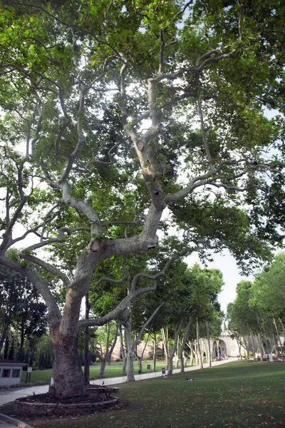 Un'immagine di Grande sicomoro albero — Foto Stock