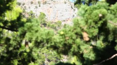 çam ağacı. milli park Krka