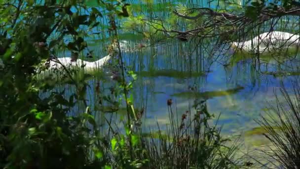 Cisnes blancos en el agua. — Vídeos de Stock