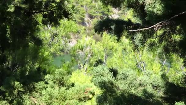 Albero di pino. Parco nazionale di Krka — Video Stock