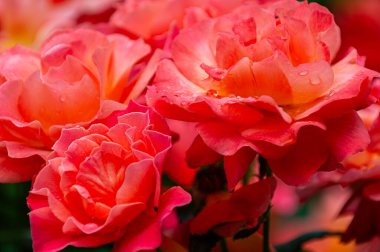 Yaz parkında pembe güller, Polonya