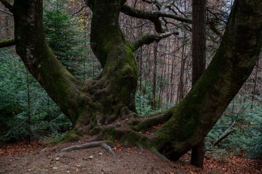 Ukrayna 'nın Karpat Dağları Beskid bölgesindeki Parashka Sıradağları' ndaki vahşi orman.