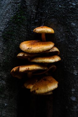 Sonbahar boyunca Ukrayna 'nın Beskid bölgesindeki Parashka Sıradağları' nda yosunlu bir ağaç gövdesinde yetişen altın-kahverengi Pholiota mantar kümesi.
