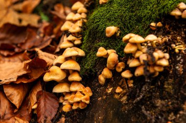 Sonbaharda Ukrayna 'nın Lviv kenti yakınlarında yosunlu bir ağaç gövdesinde büyüyen kadife Shank (Flammulina velutipes) mantarları kümesi