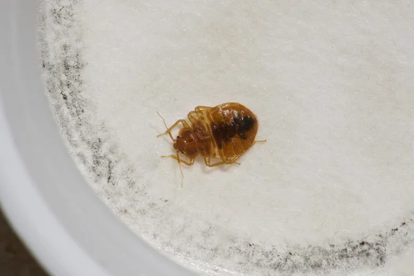 Yatak böcek fotoğraf