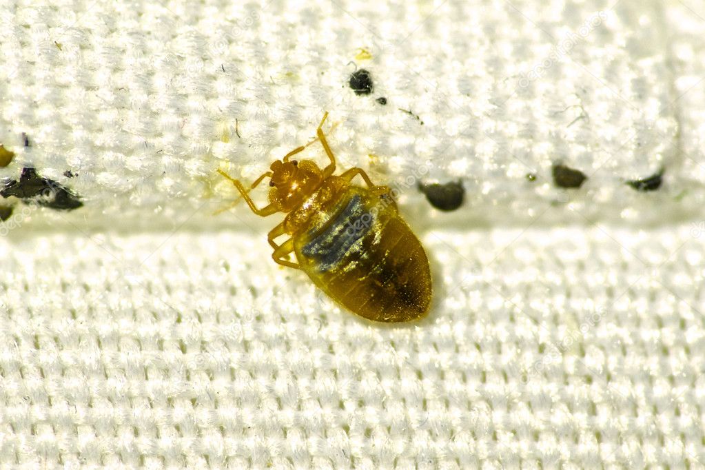 Bed Bug photo Stock Photo by ©jareynolds 110896208