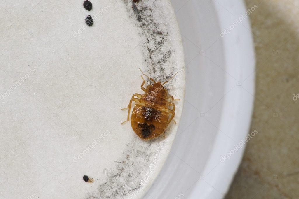 Bed Bug Photo Stock Photo By C Jareynolds
